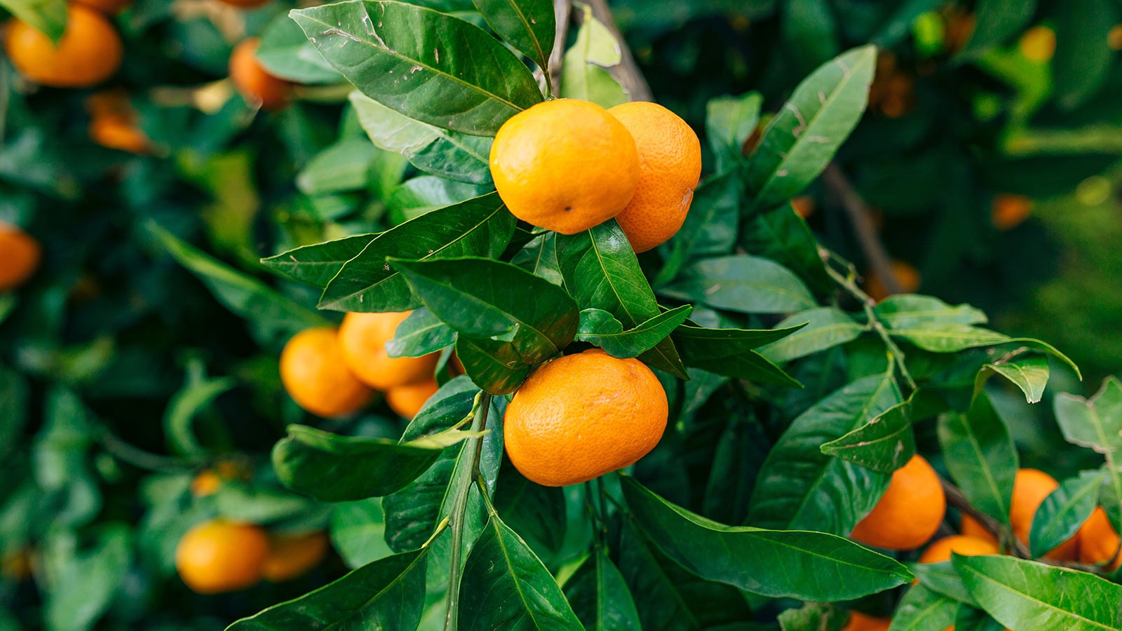 Obiranje mandarin v dolini reke Neretve