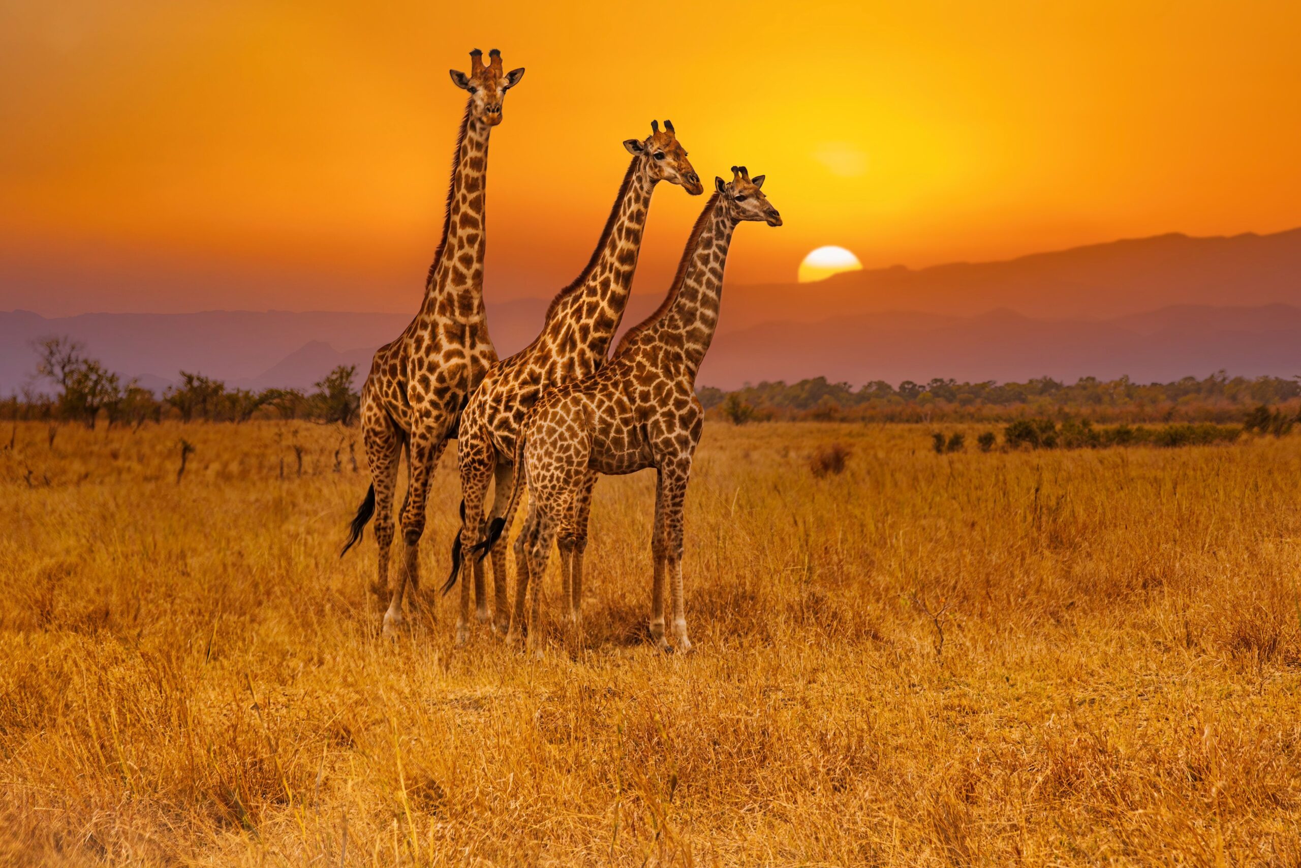 Veliki kenijski safari in oddih na obali<br />
Odhod: 17. 2. 2024, 13 dni
