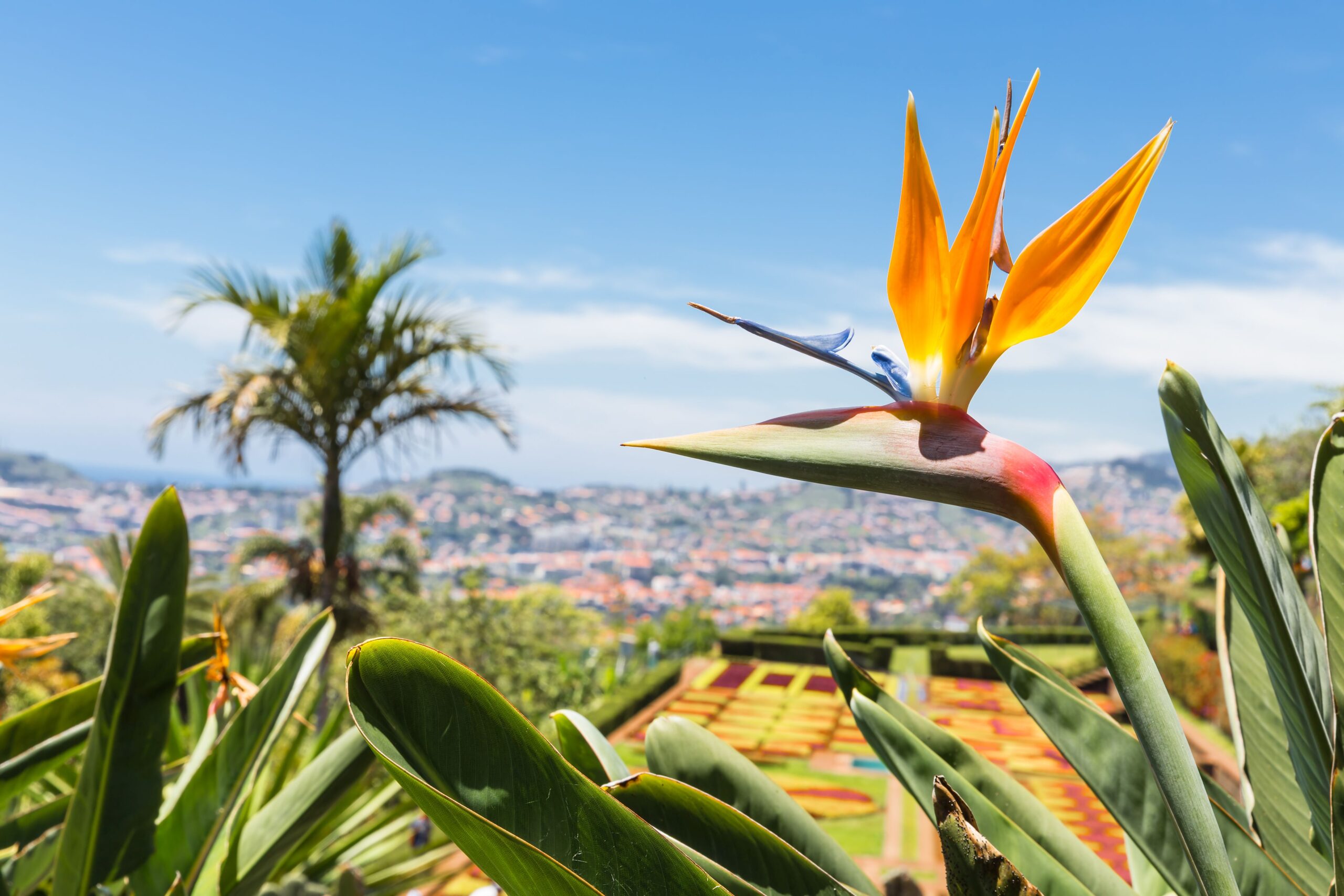 Madeira - otok presežkov in večne pomladi 8 dni