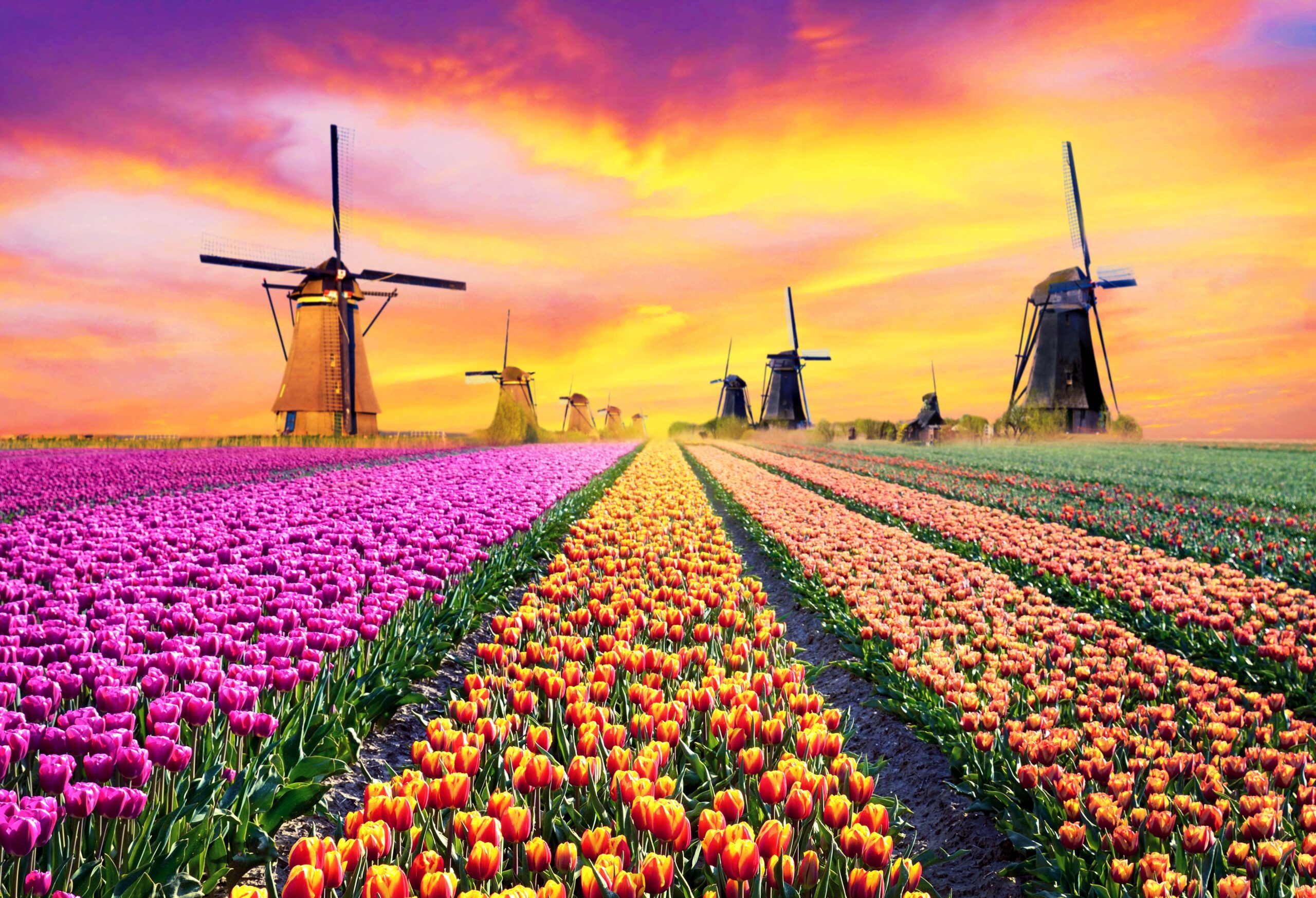Cvetoča Nizozemska 