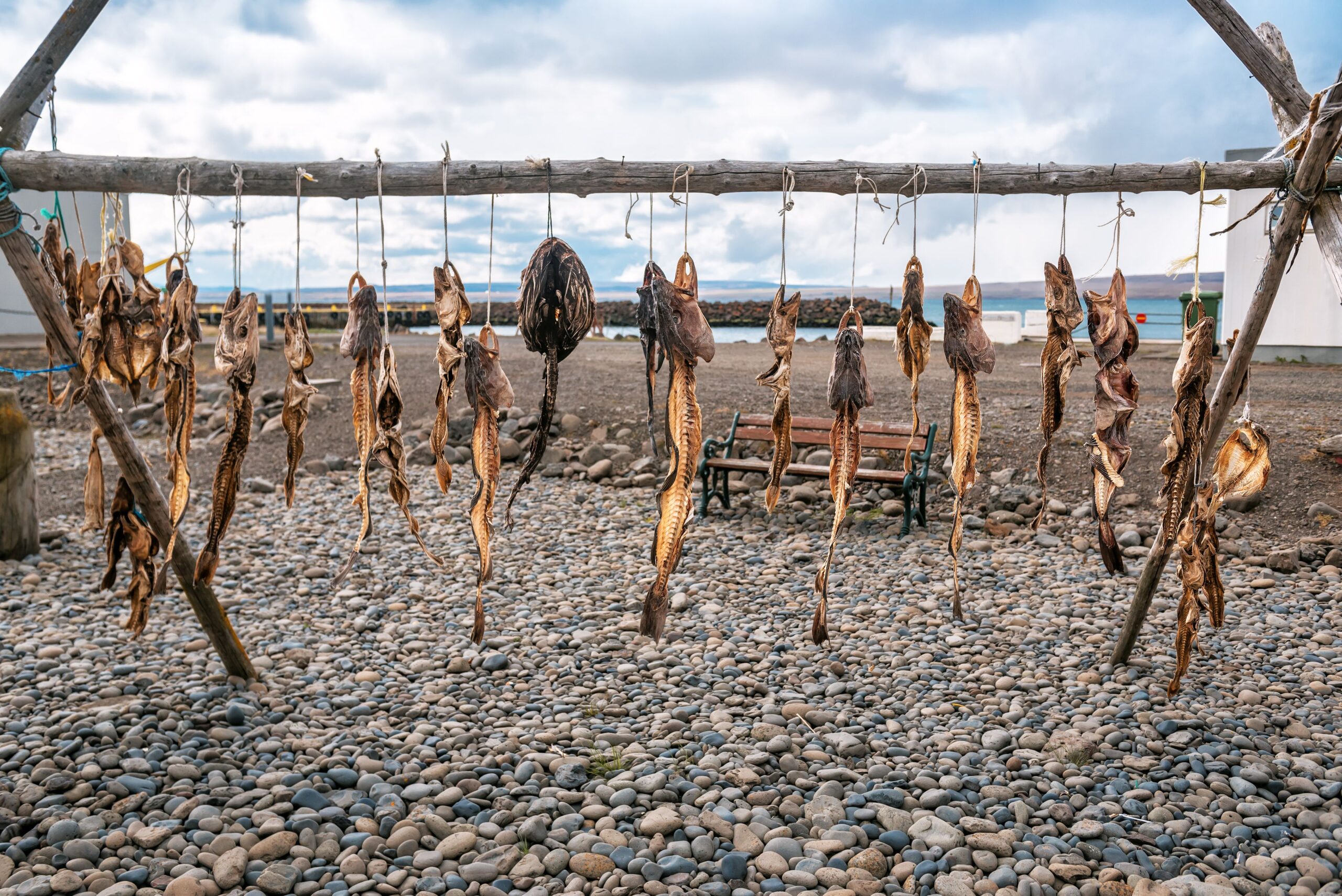 Sušene ribe so specialiteta na Islandiji
