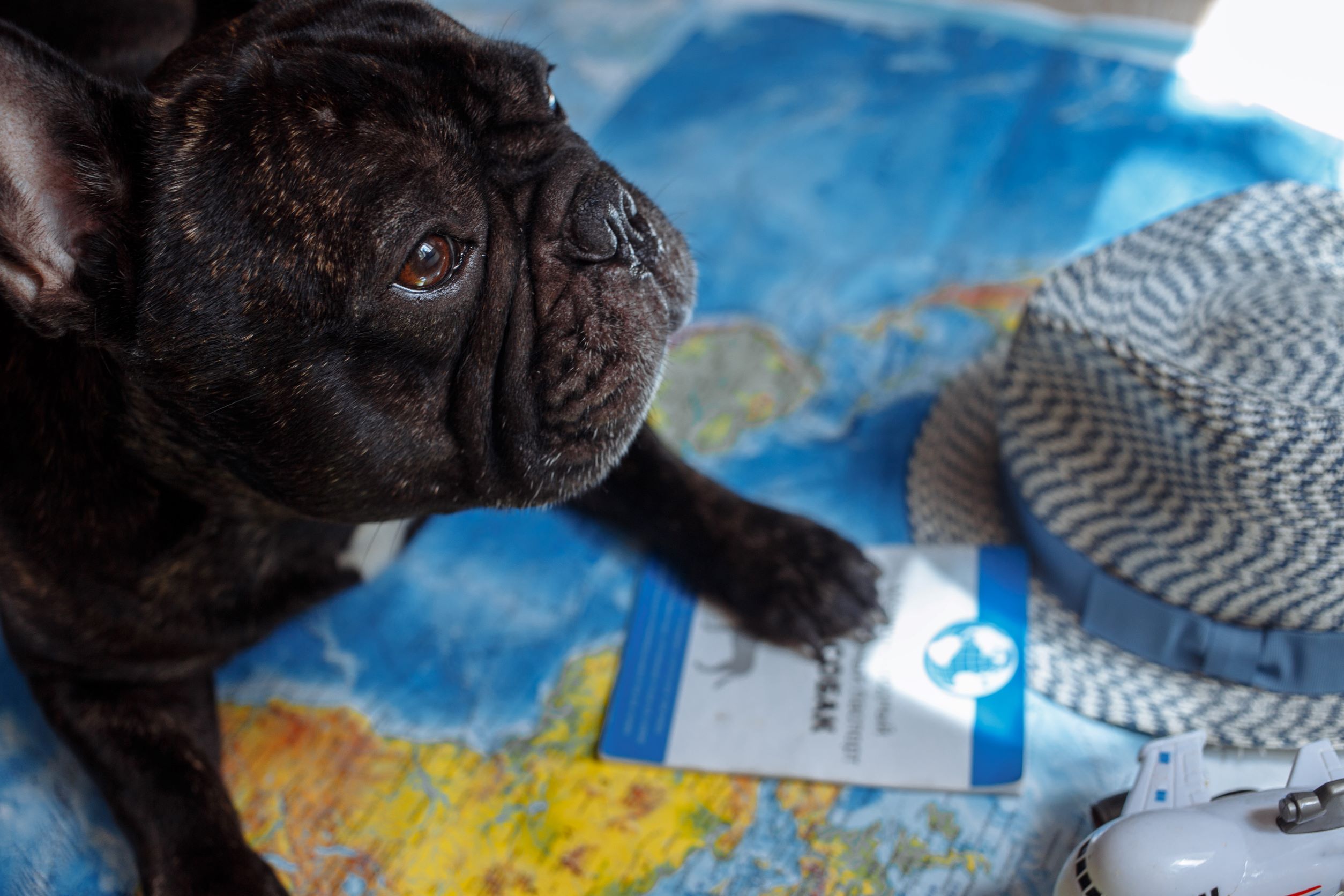 Za potovanje potrebuje pes potni list.