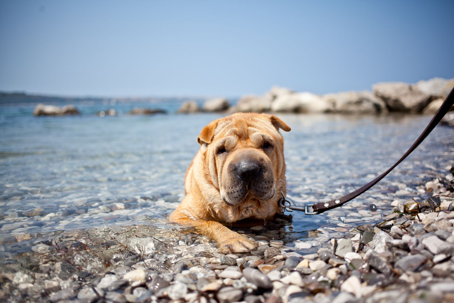 Pasje plaže v Sloveniji.