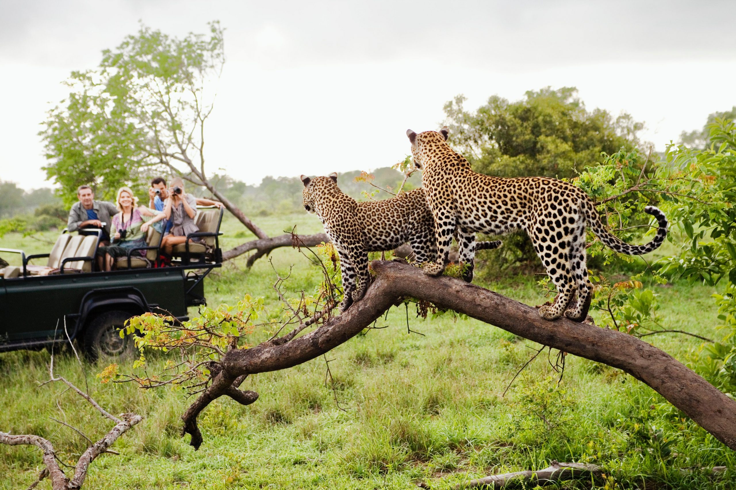 Veliki kenijski safari in oddih na obali<br />
Odhod: 17. 2. 2024, 13 dni